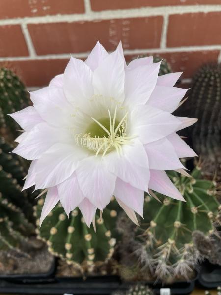 Echinopsis Hybr. rosa